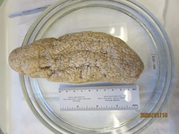 Media type: image;   Invertebrate Zoology HOL-379 Description: Preserved specimen.;